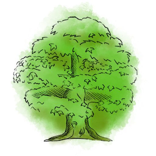 Drawing of tree representing "Wood" of 5 elements