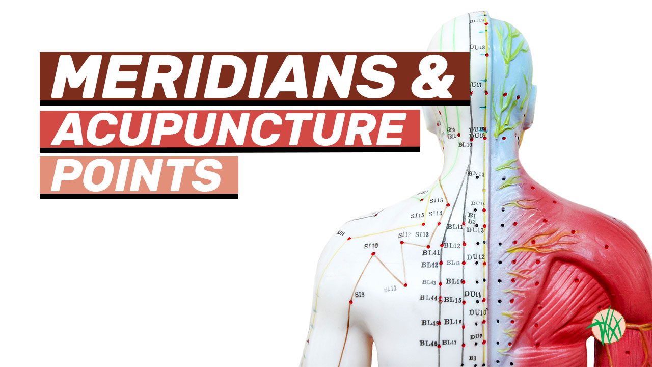 Meridians and acupuncture points. Model person with acupuncture points listed