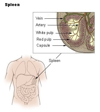Spleen Qi