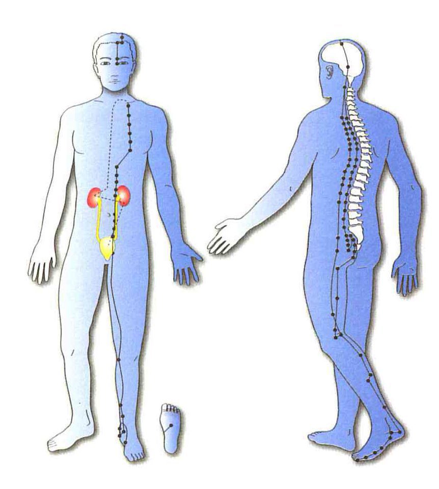 drawings of front and back of person highlighting certain acupuncture points