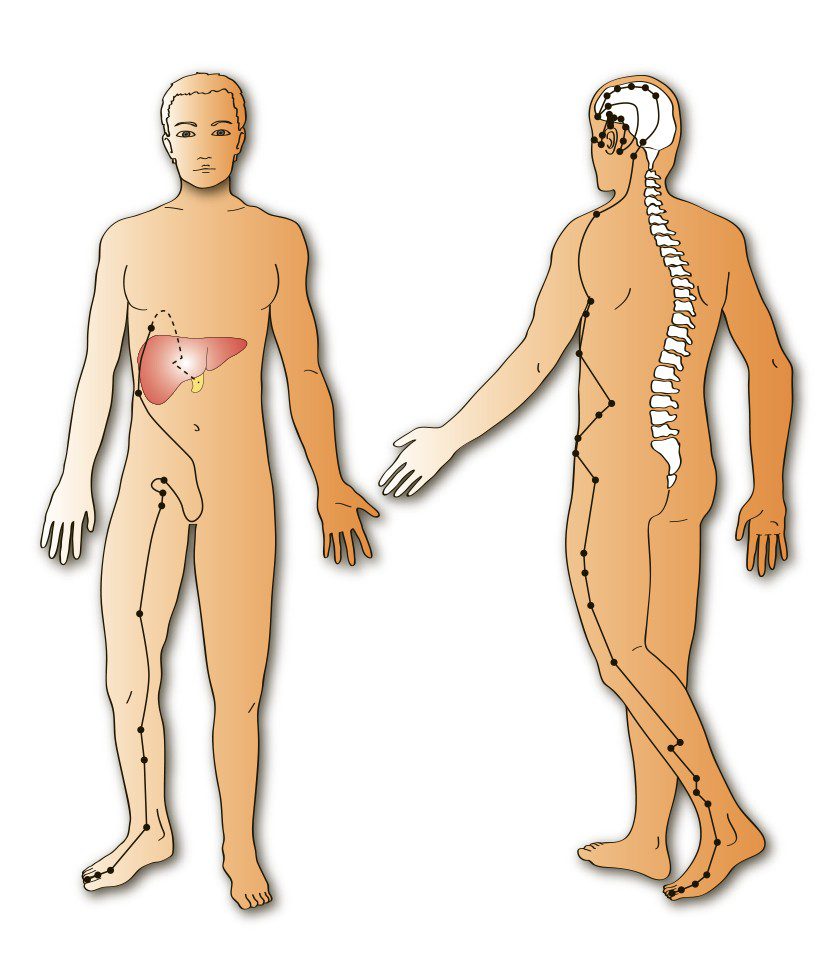 Drawing of front and back of human
