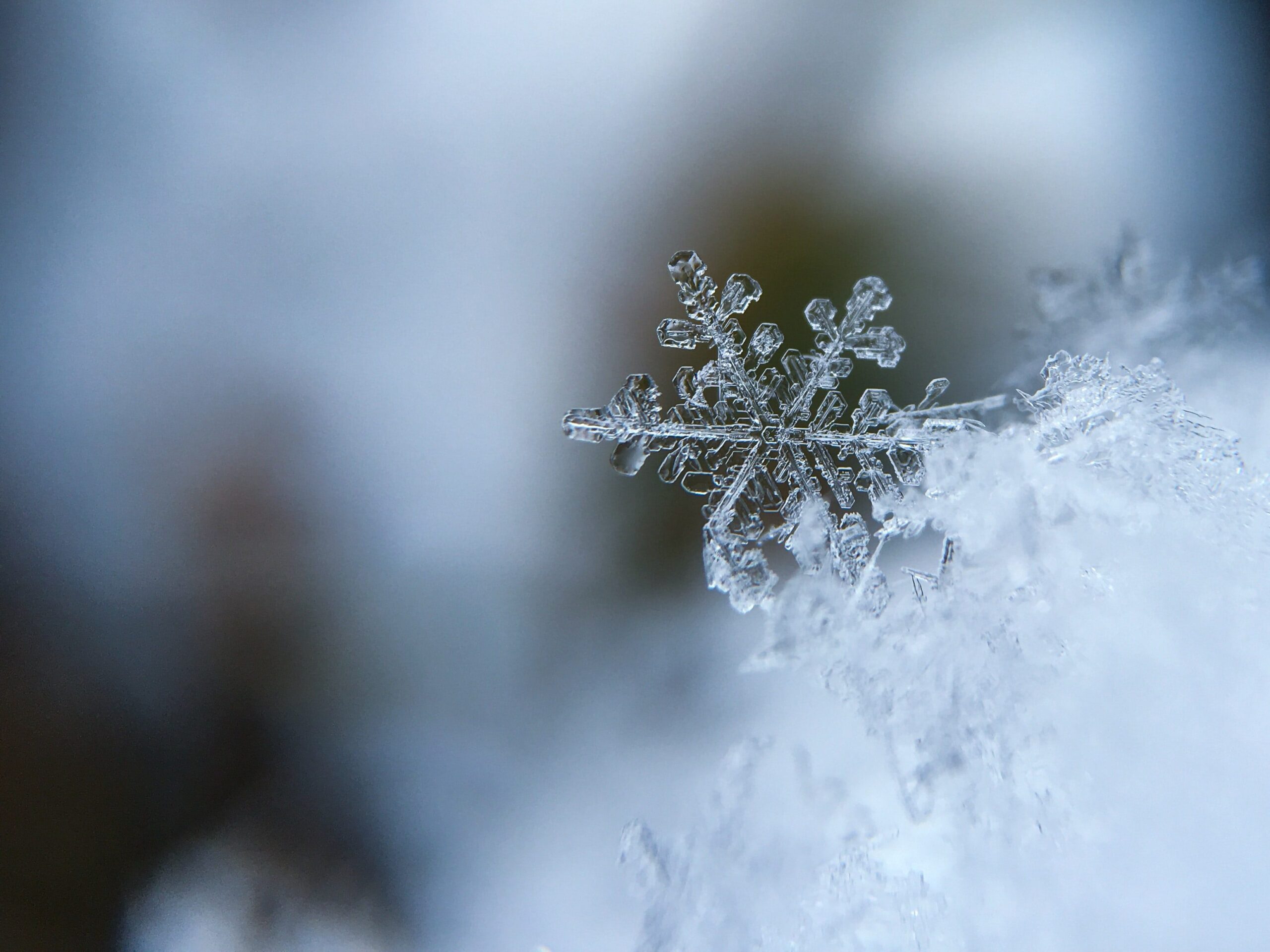 winter season: snowflake