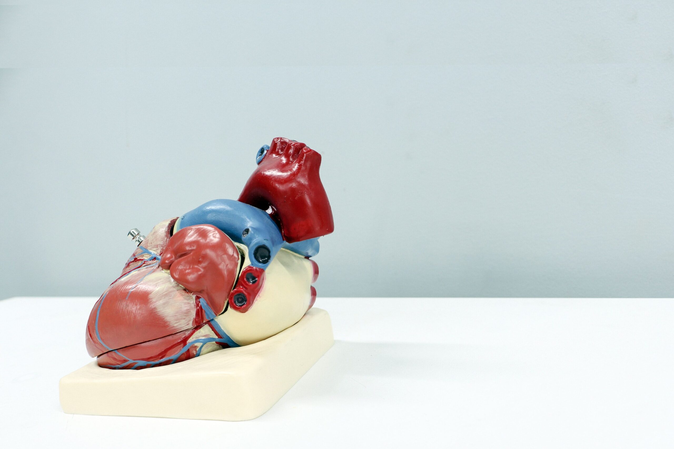 Model human heart on white table and against gray wall