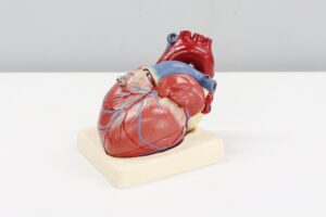 Red and blue model human heart against white table and gray walls. heart health with Traditional Chinese Medicine