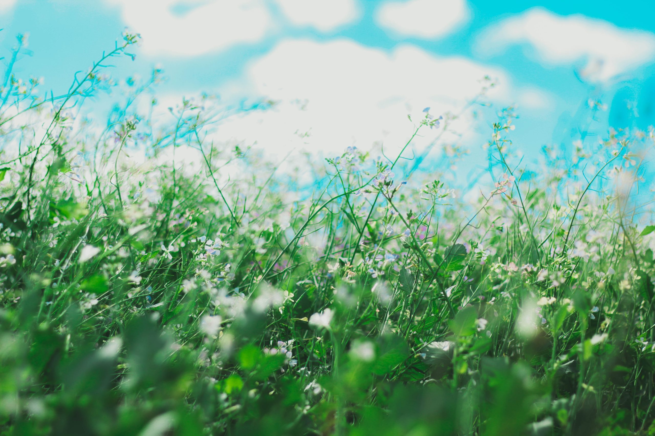 ground-level photo of grass and lawn flowers against blue sky