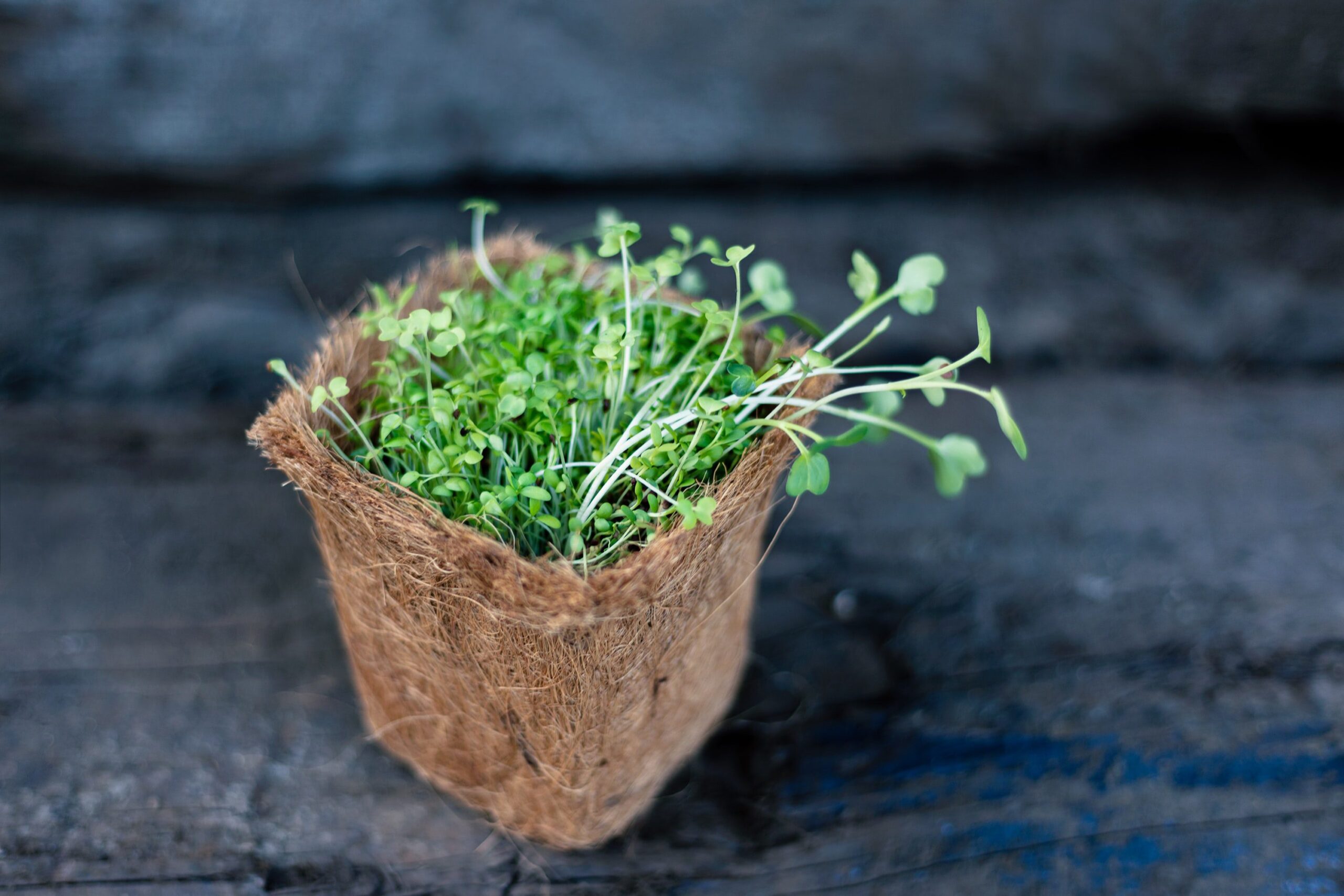 pot of micro greens and herbs healing foods for cancer care