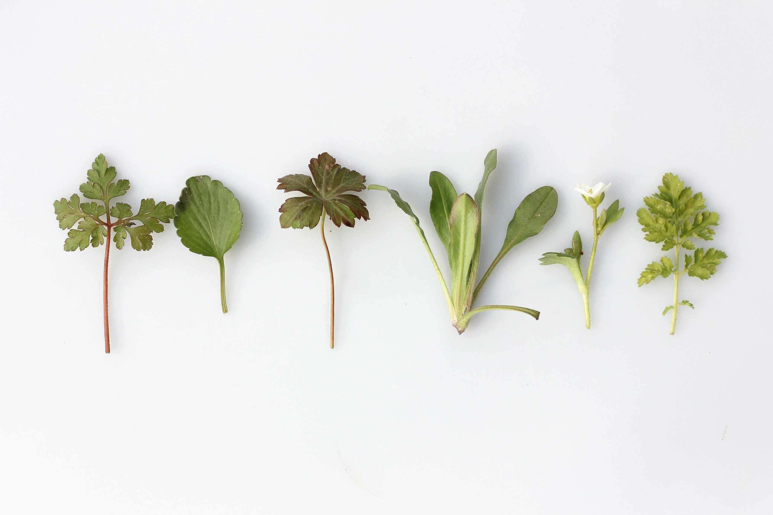 6 sprigs of green plants against white background. They are all different types of plants.