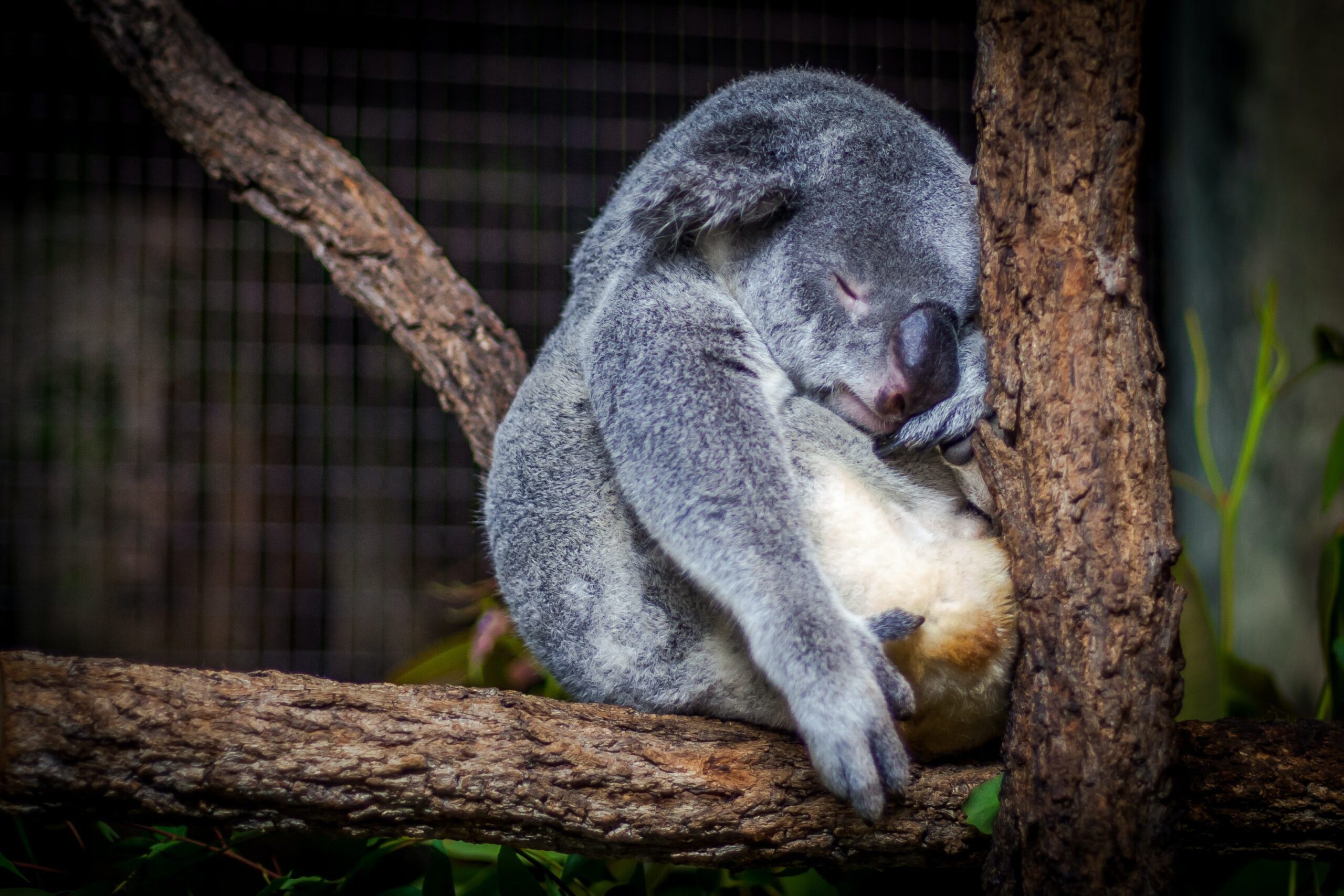 koala sleep on tree