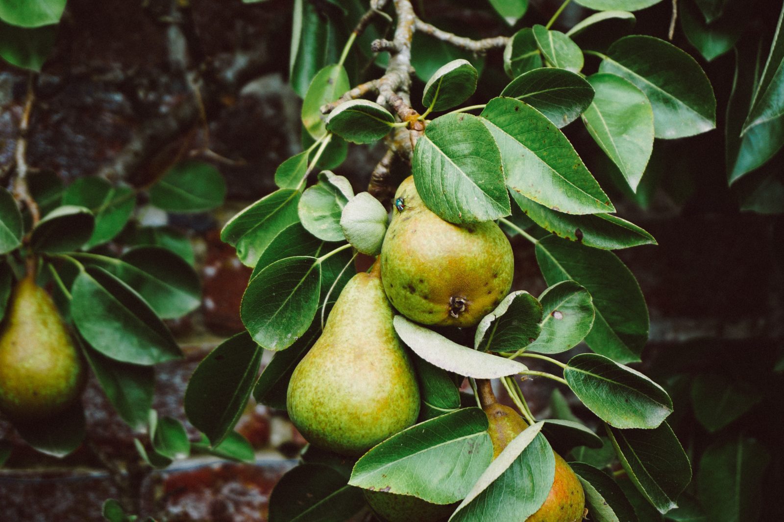 Can Poached Pears Help Wintertime Coughs?