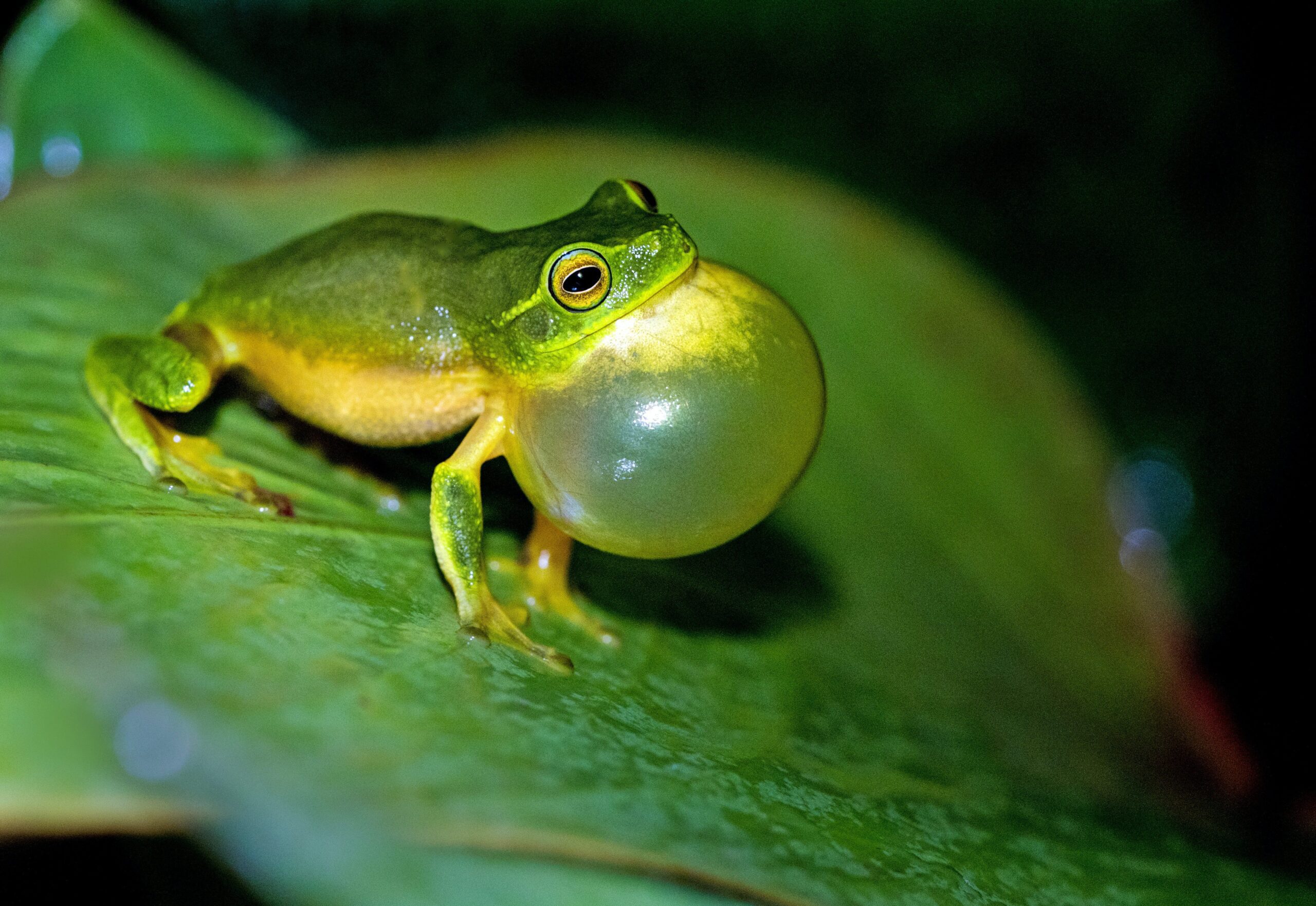 Green frog on a leaf