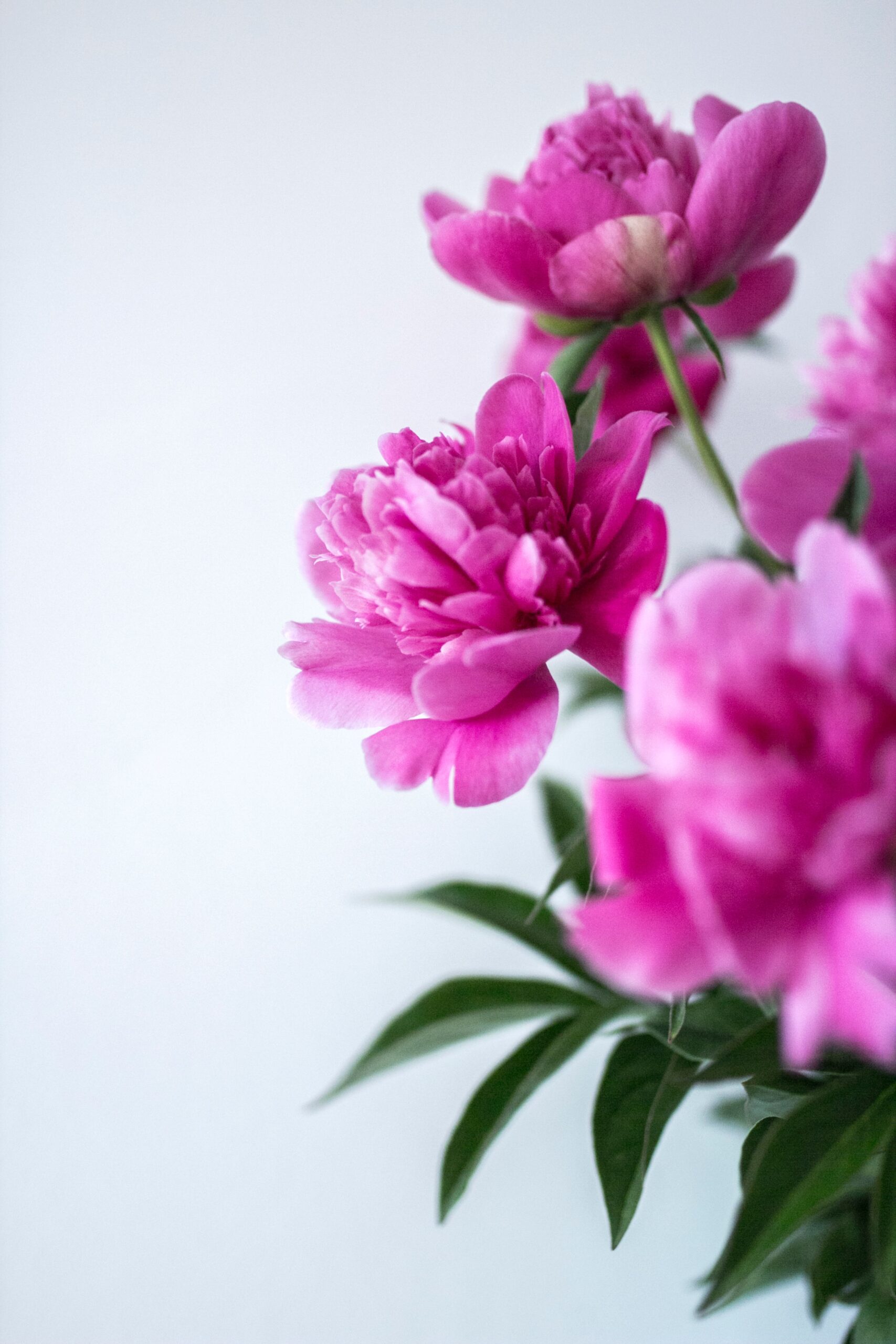 Peony Root For Healing - Integrative Acupuncture