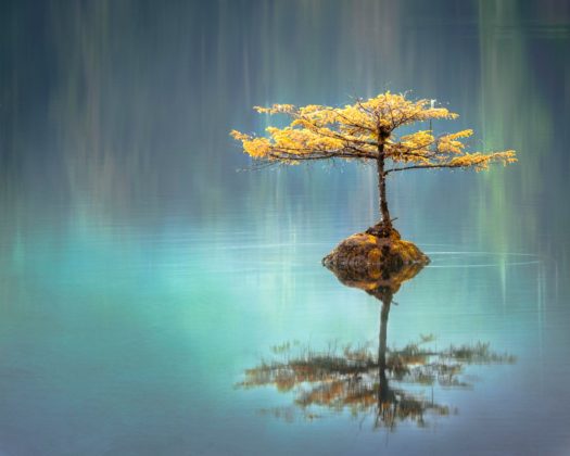 Tree in water