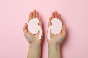 2 hands holding Paper cutouts of Kidneys against pink background