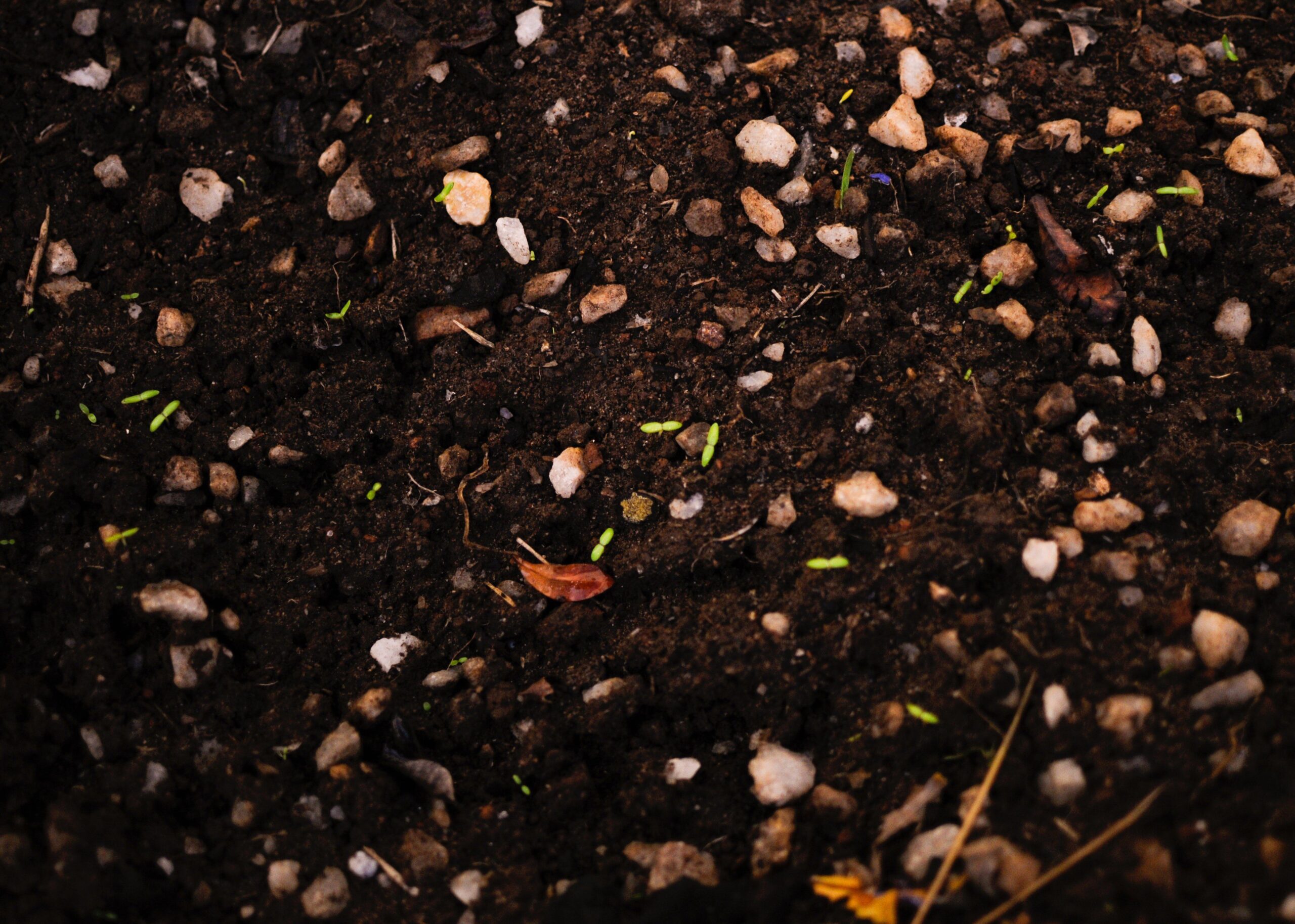 Sprouted plants emerging from soil