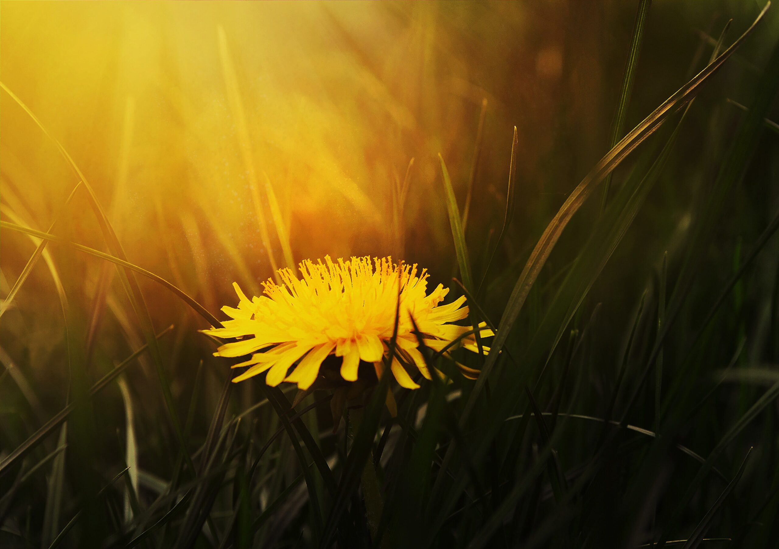 Dandelion: How To Eat and Prepare For Health