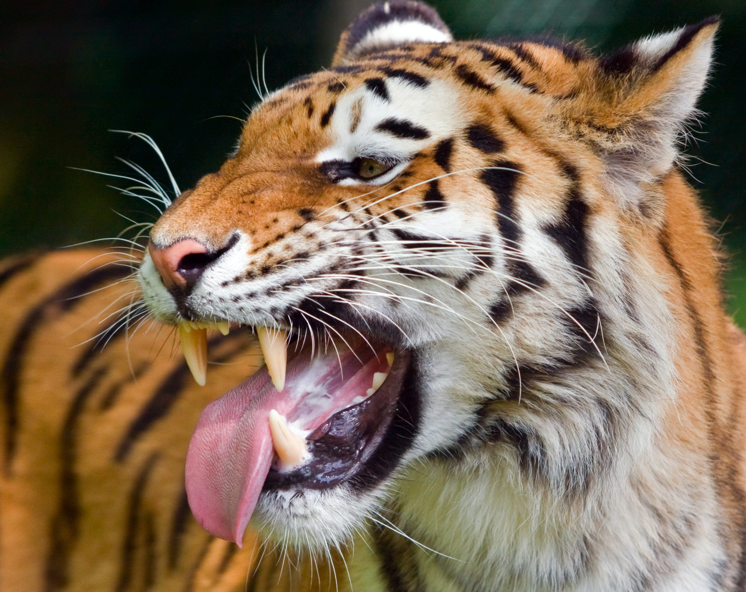 Tiger hissing with open mouth