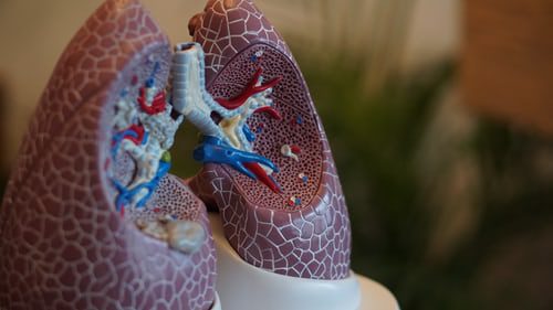 The Metal Element and Your Lungs