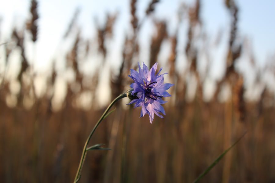 Purple summer Flower in field