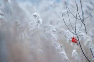 jing qi. Cardinal perched on tree branch in winter