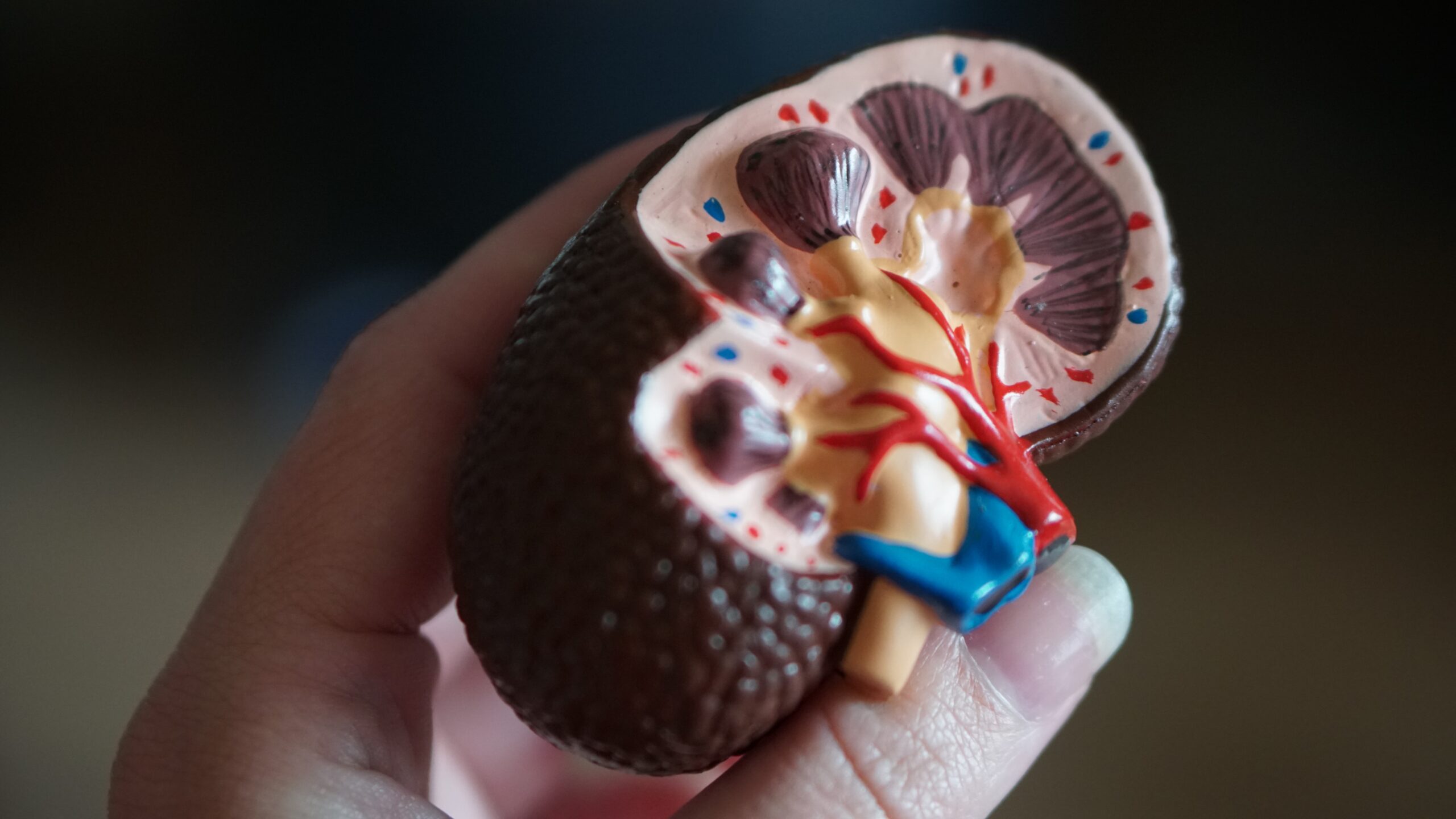 Hand holding model kidney
