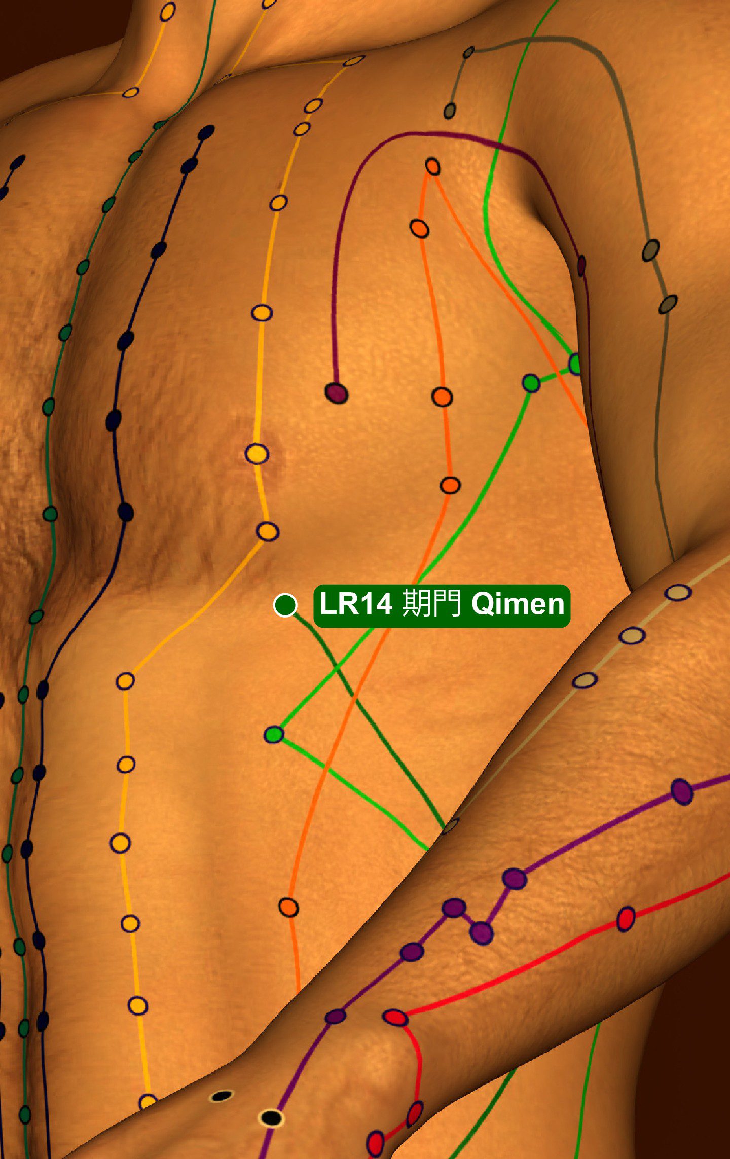 Acupuncture Point LR14 Qimen